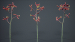 Evergreen Kangaroo Paw Australian Lily Anigozanthos Flavidus