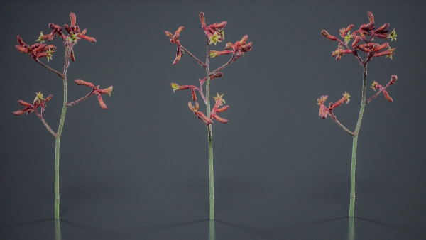 Evergreen Kangaroo Paw Australian Lily Anigozanthos Flavidus