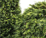 Evergreen Shrubs - Golden Globe Dwarf Thuja tree