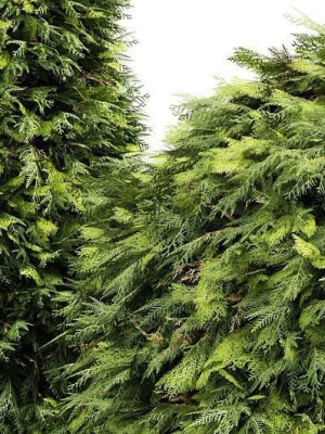 evergreen-shrubs-golden-globe-dwarf-thuja-tree-3d-model-max-obj-fbx-mat