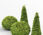 Evergreen Shrubs - Golden Globe Dwarf Thuja tree