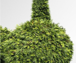 Evergreen Shrubs - Golden Globe Dwarf Thuja tree