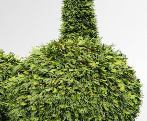 Evergreen Shrubs - Golden Globe Dwarf Thuja tree