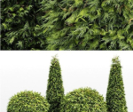 Evergreen Shrubs - Golden Globe Dwarf Thuja tree