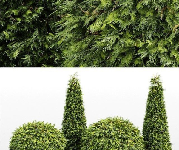 Evergreen Shrubs - Golden Globe Dwarf Thuja tree