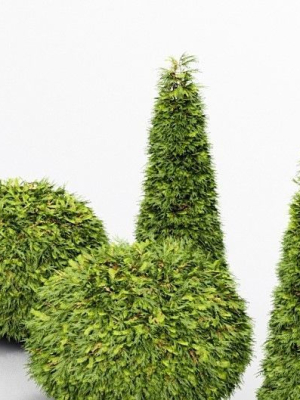 Evergreen Shrubs - Golden Globe Dwarf Thuja tree