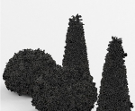 Evergreen Shrubs - Golden Globe Dwarf Thuja tree