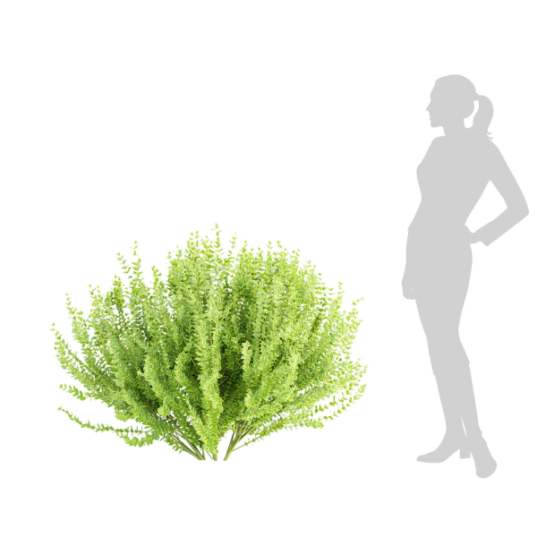 Evergreen Spindle Bushes collection vol 232