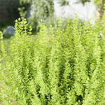 Evergreen Spindle Bushes collection vol 232