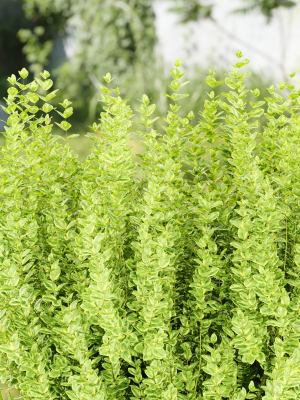 evergreen-spindle-bushes-collection-vol-232-3d-model-4ec2a9e73b