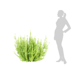 Evergreen Spindle Bushes collection vol 232