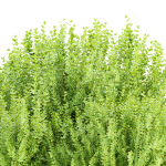 Evergreen Spindle Bushes collection vol 232