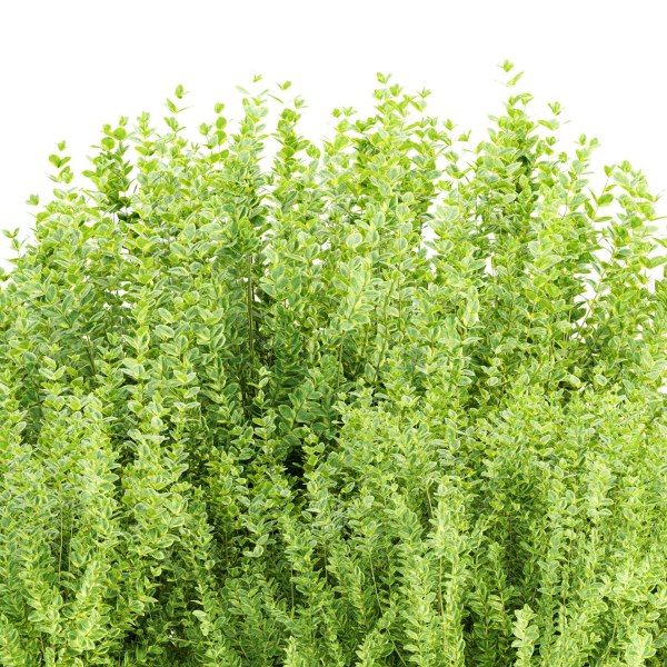 Evergreen Spindle Bushes collection vol 232