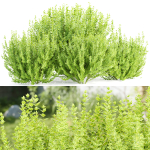 Evergreen Spindle Bushes collection vol 232
