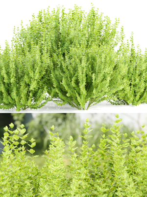 Evergreen Spindle Bushes collection vol 232