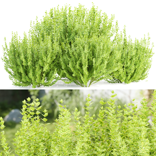 Evergreen Spindle Bushes collection vol 232