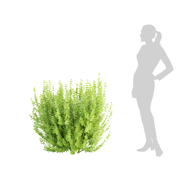 Evergreen Spindle Bushes collection vol 232
