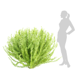 Evergreen Spindle Bushes collection vol 232