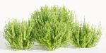 Evergreen Spindle Bushes collection vol 232-Blender