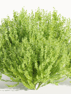 Evergreen Spindle Bushes collection vol 232-Blender