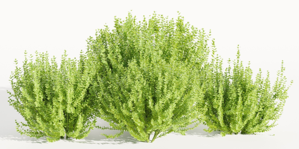 Evergreen Spindle Bushes collection vol 232-Blender