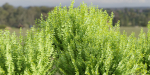 Evergreen Spindle Bushes collection vol 232-Blender