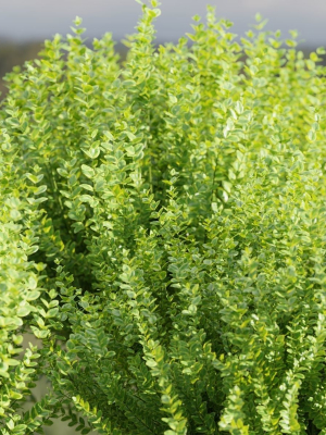 evergreen-spindle-bushes-collection-vol-232-blender-3d-model-d63dfd03e1