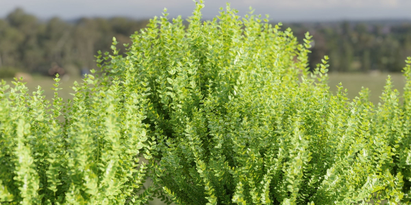 Evergreen Spindle Bushes collection vol 232-Blender