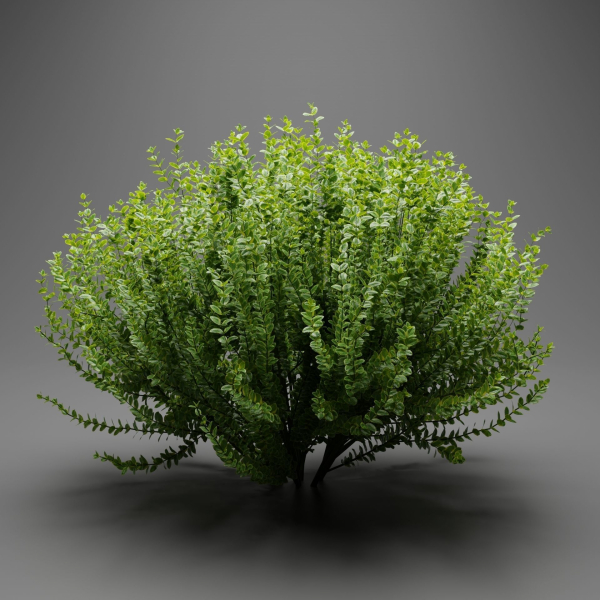 Evergreen Spindle Bushes collection vol 232-Blender