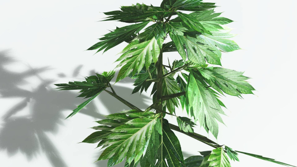 EVERYPlant Breadnut LowPoly 1 --12 Models--