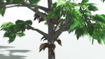 EVERYPlant Breadnut LowPoly 1 --12 Models--