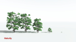 EVERYPlant Breadnut LowPoly 1 --12 Models--