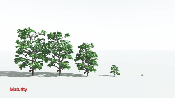 EVERYPlant Breadnut LowPoly 1 --12 Models--