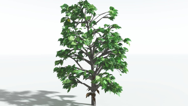EVERYPlant Breadnut LowPoly 1 --12 Models--