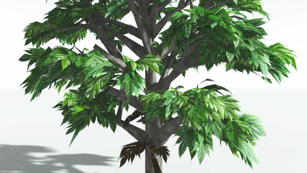 EVERYPlant Breadnut LowPoly 1 --12 Models--
