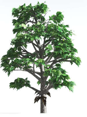 EVERYPlant Breadnut LowPoly 1 --12 Models--