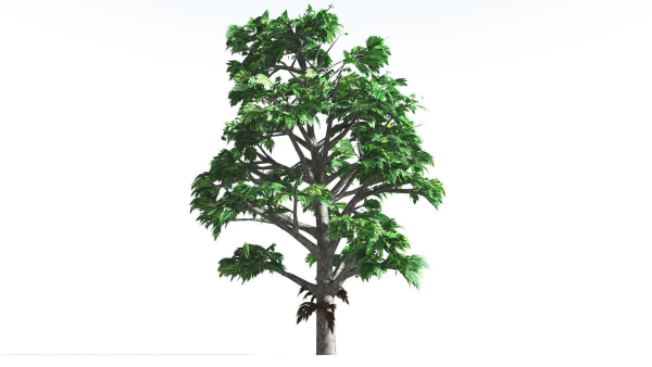 EVERYPlant Breadnut LowPoly 1 --12 Models--