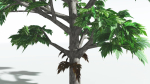 EVERYPlant Breadnut LowPoly 1 --12 Models--