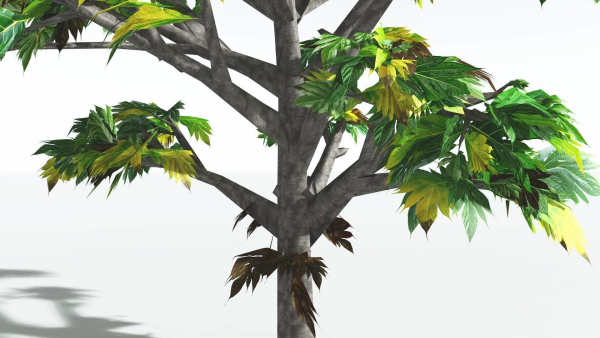 EVERYPlant Breadnut LowPoly 1 --12 Models--
