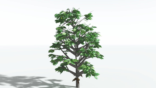 EVERYPlant Breadnut LowPoly 1 --12 Models--