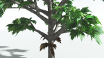 EVERYPlant Breadnut LowPoly 1 --12 Models--