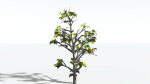 EVERYPlant Breadnut LowPoly 1 --12 Models--