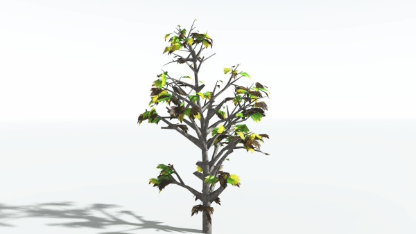 EVERYPlant Breadnut LowPoly 1 --12 Models--