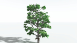 EVERYPlant Breadnut LowPoly 1 --12 Models--