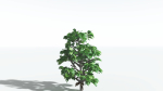 EVERYPlant Breadnut LowPoly 1 --12 Models--