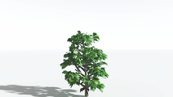 EVERYPlant Breadnut LowPoly 1 --12 Models--