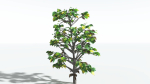 EVERYPlant Breadnut LowPoly 1 --12 Models--