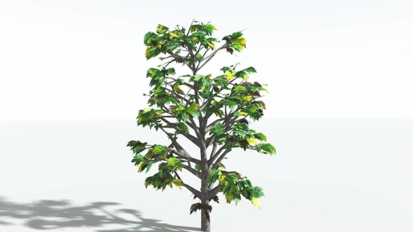 EVERYPlant Breadnut LowPoly 1 --12 Models--