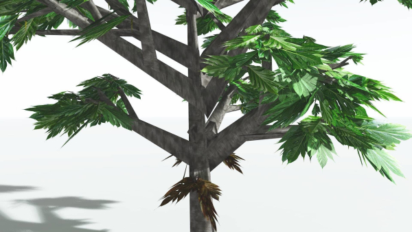 EVERYPlant Breadnut LowPoly 1 --12 Models--