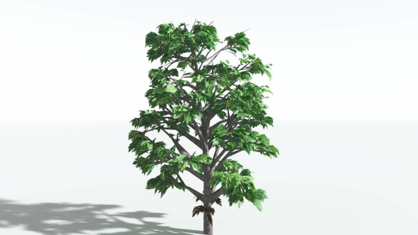EVERYPlant Breadnut LowPoly 1 --12 Models--